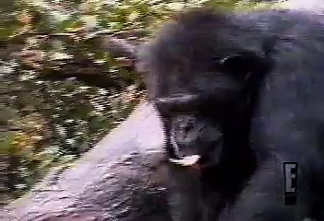 monkey smells his ass