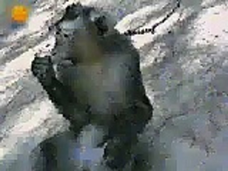 Animal funny moments - monkey kick