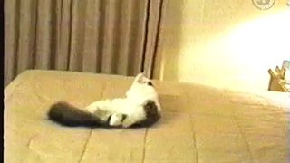 funny animal moments suicide cat