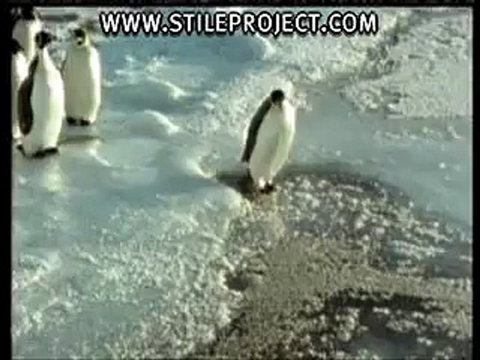 Stupid or funny Penguin