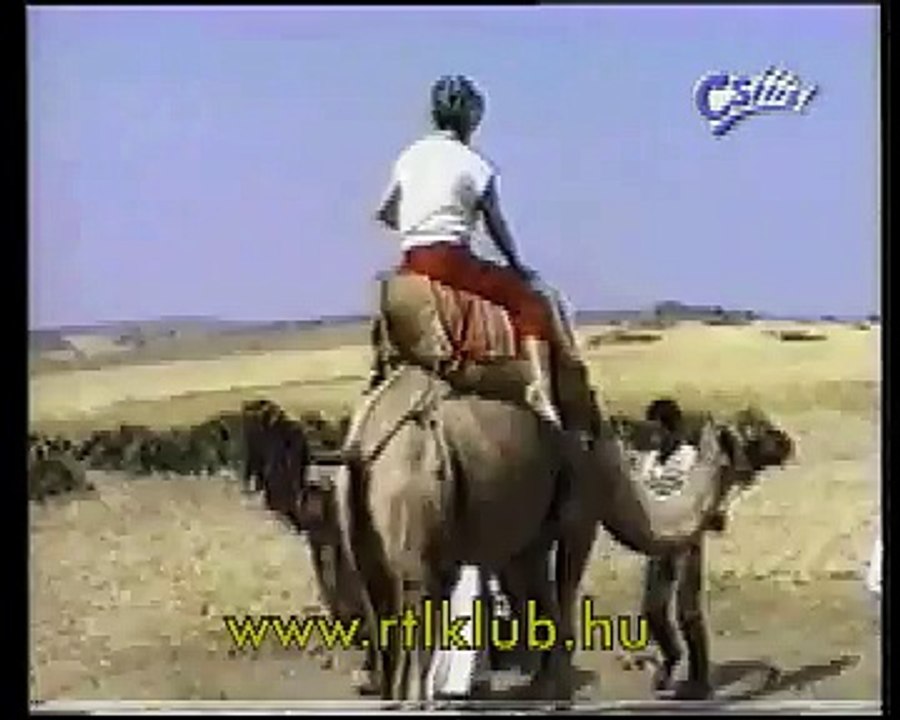 funny camel fall