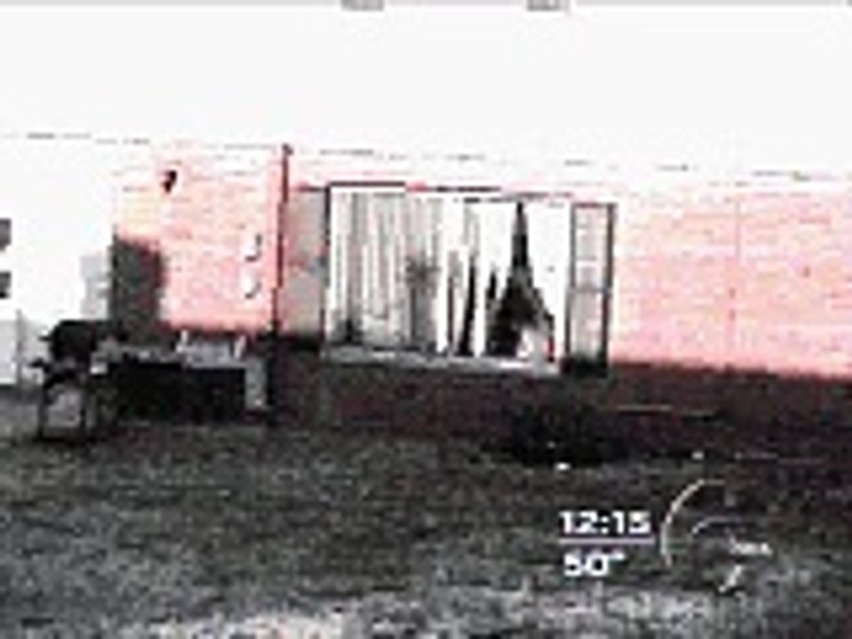 funny animal moments wild deer