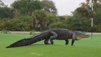 Massive Alligator Spotted at Florida Golf Club