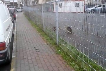 kedi kavgası.  müthiş