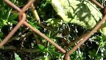 Cameleon 017