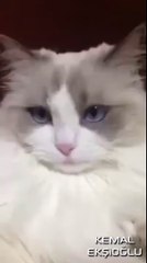 Dişleri Fırçalanınca Transa Geçen Kedi