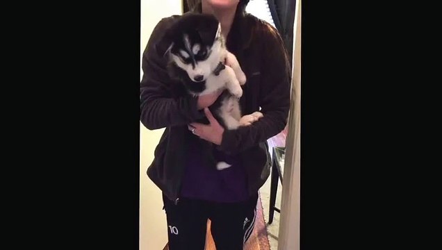 Ce joli jeune Husky est vraiment hilarant ! Je suis MDR !