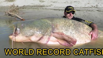 Incroyable : Il a pêché un silure géant de 127 kilos !