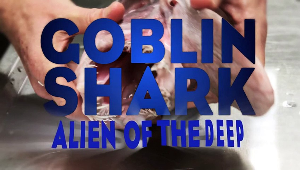 Ils ont pêché un alien des abîmes ! Regardez cette incroyable bête