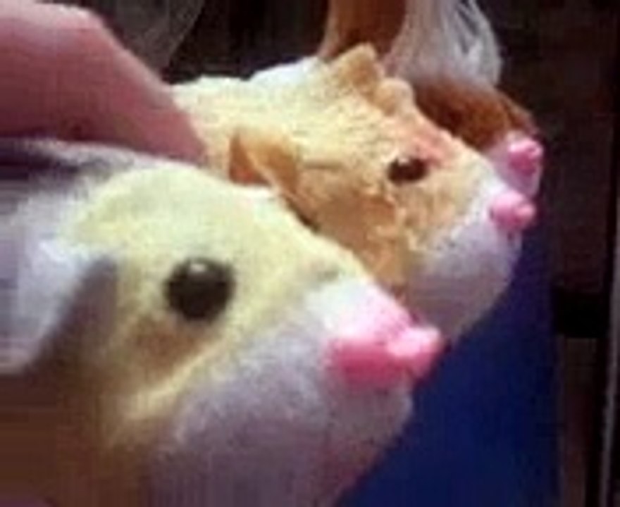 Zhu zhu pet Episode 41 Food