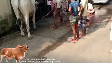 Awesome kick by dangerous cow bakra eid 2015