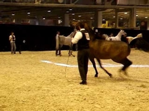 Salon du Cheval 2006