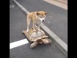Kaplumbağa İle Seyahat Eden Köpek