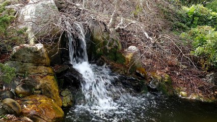 The Pond at the Norfolk Botanical Gardens