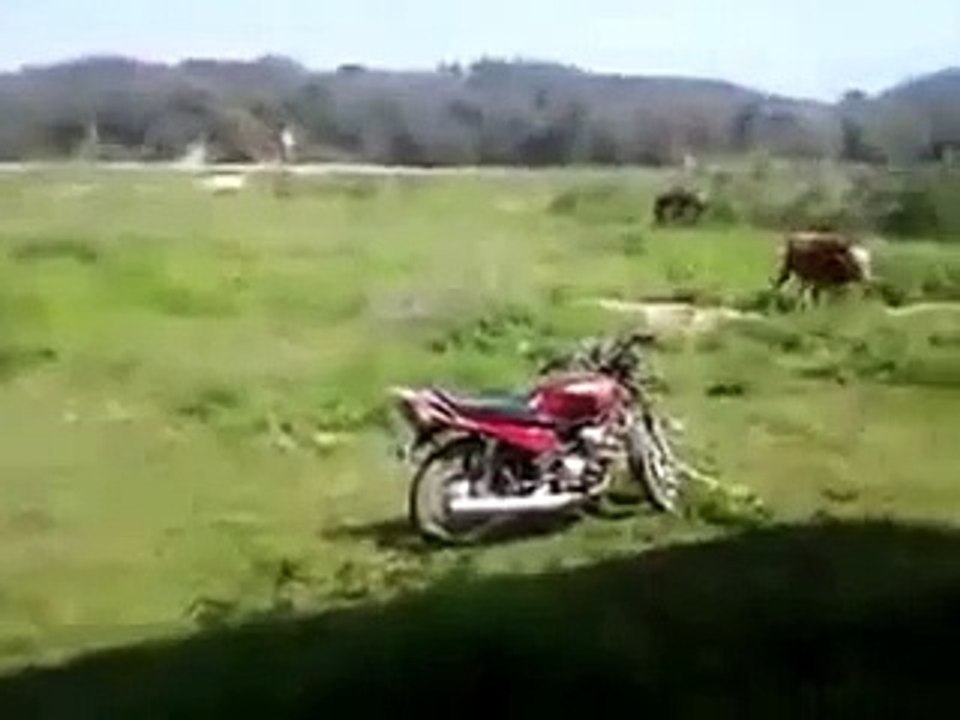 funny clip made by animal