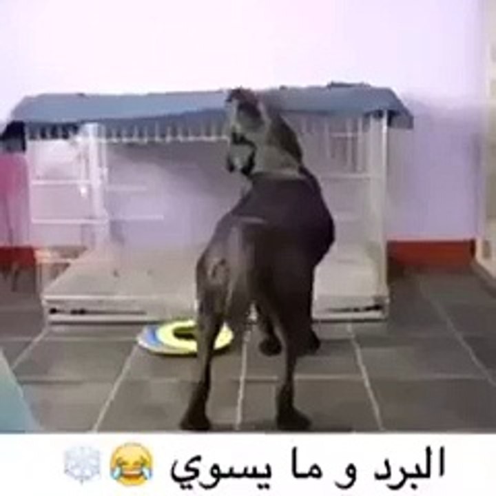 funny (6)