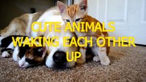 Cute animals waking each other up - Funny animal compilation