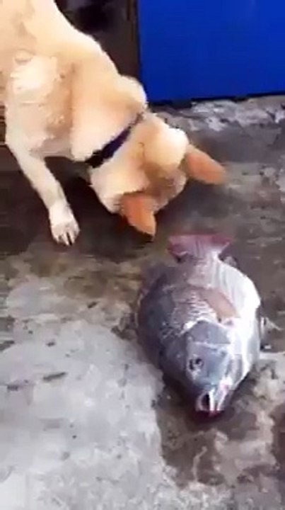 Ce que fait ce Chien est INCROYABLE