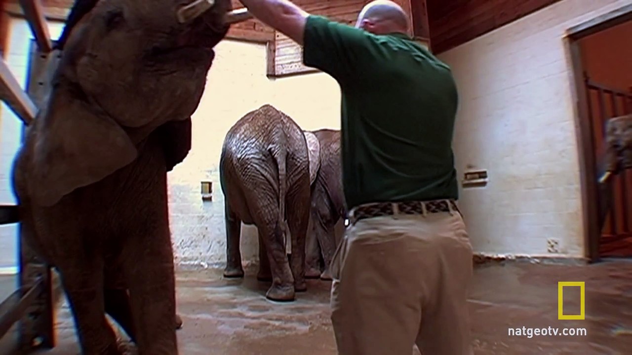 Elephant Attack