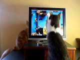 JUST STOP - - Too Cute -- Cat uses extreme measures to stop brother_s scratching