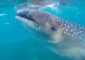 Watch a Whale Shark Feeding Up Close