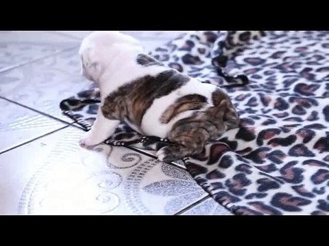 Wrinkly Bulldog Puppy Howls! SO DARN CUTE! - Puppy Love_0001_xvid