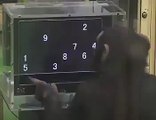 monkey making calculations
