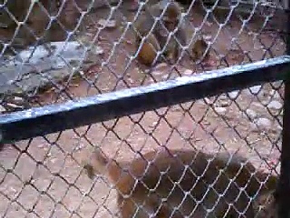 funny monkey
