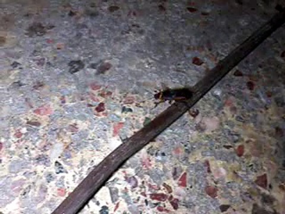 dangerous lal baig