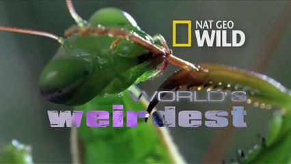 World's Weirdest - _Missile_ Birds