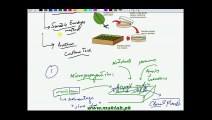 FSc Biology Book2, CH 23, LEC 13, Tissue Culture