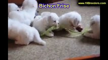 Bichon Frise, Puppies, For, Sale, In, Jacksonville,Florida, FL,Tallahassee,Gainesville,