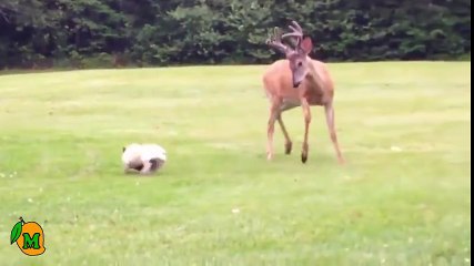 A Young French Bulldog Plays With A Deer