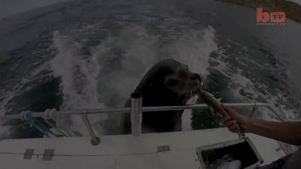 Hungry Sea Lion Grabs A Free Meal On Back Of A Boat