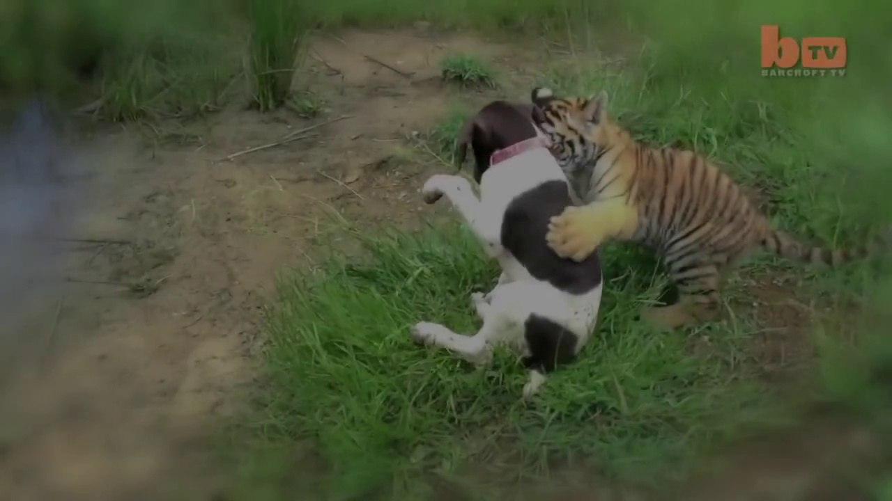 Baby Tiger And Dog Are Best Friends   LoL