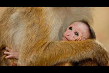 Monkey Kingdom Full Movie Streaming