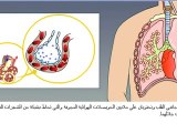بيولوجيا الانسان - الجهاز التنفسي