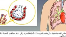 بيولوجيا الانسان - الجهاز التنفسي