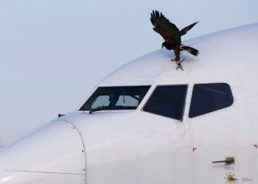 Sırbistan'da Uçakları Şahinler Koruyor