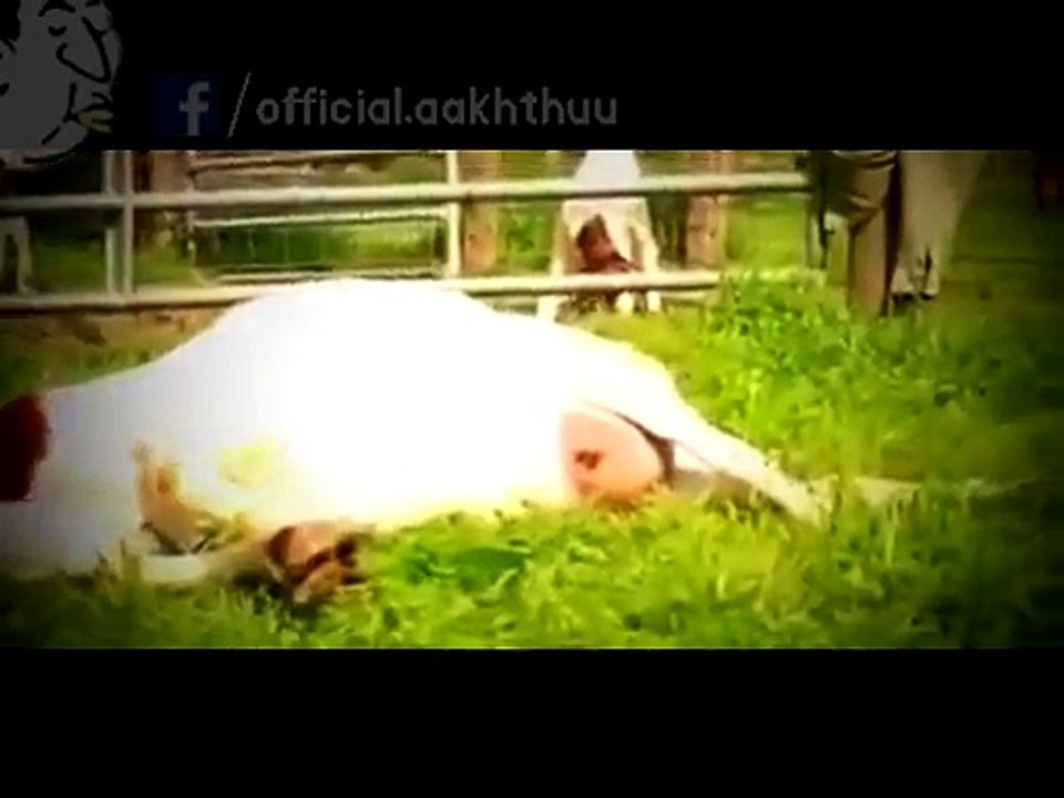 Amazing Sacrifice