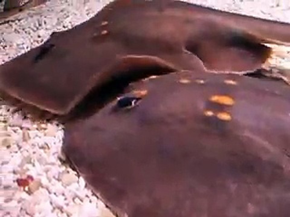 巨大エイ！（水族館、深海、ペット、海、動画、魚、生物）
