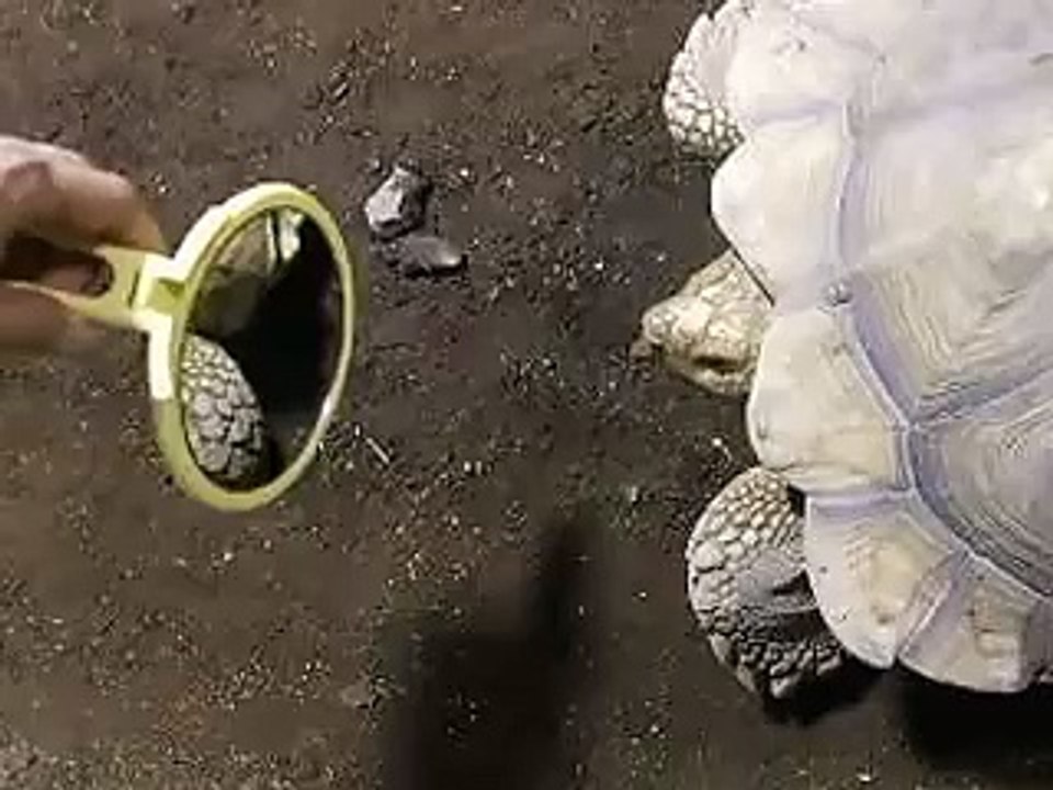 巨大ガメと鏡（水族館、深海、ペット、海、動画、魚、生物）