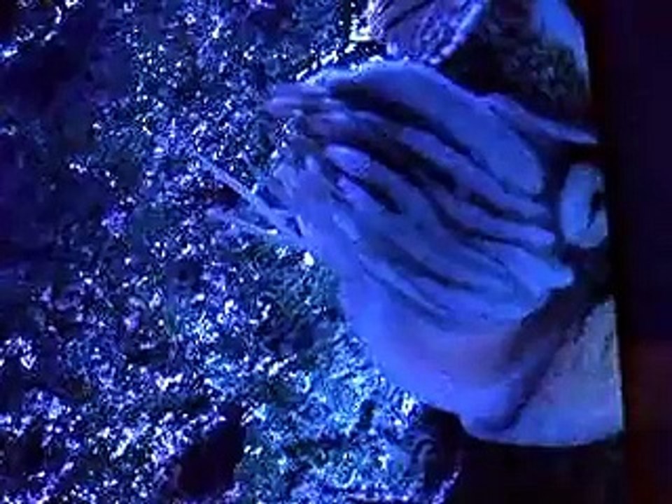 生きた化石、オウムガイの神秘（水族館、深海、ペット、海、動画、魚、生物）