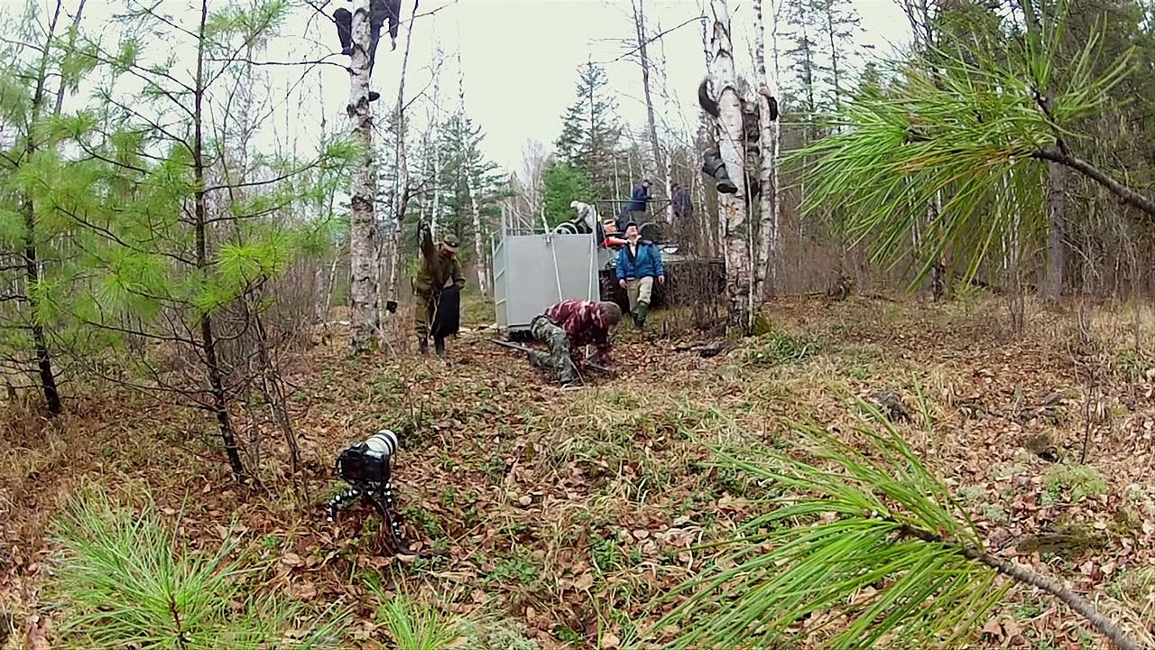Incredibly Rare Siberian Tiger Release - GoPro Video of the Day