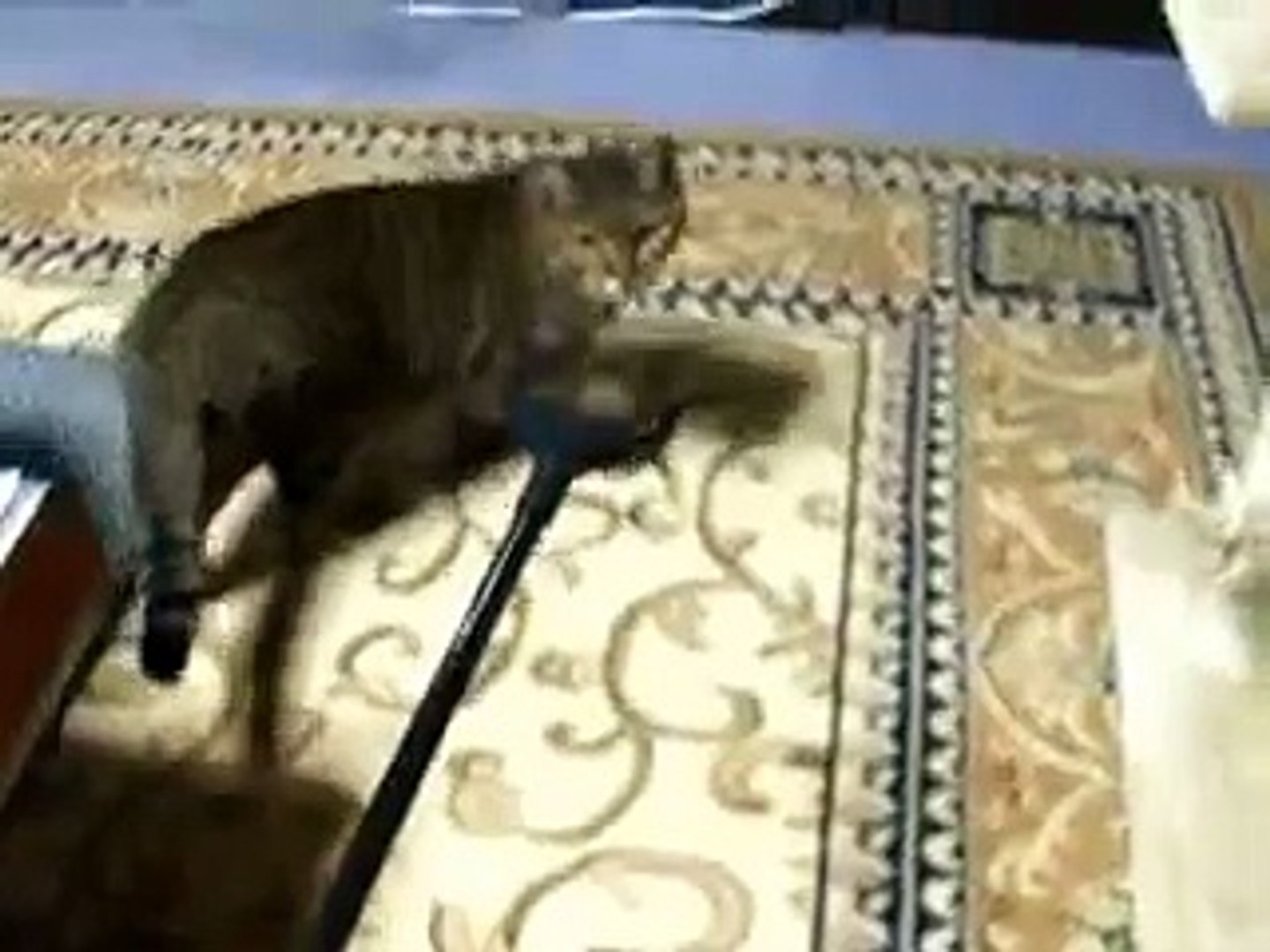 ⁣マジックハンドで猫を追う　（cute cat ねこ、ネコ、ペット、動画、動物、 pet）