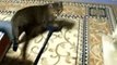 マジックハンドで猫を追う　（cute cat ねこ、ネコ、ペット、動画、動物、 pet）