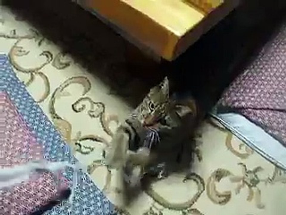 ロープにまとわりつく暴れ猫 part2 （ねこ、ネコ、ペット、動画、動物）
