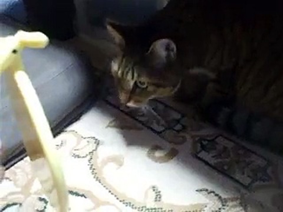 鏡を見つめる猫　（ねこ、ネコ、ペット、動画、動物）