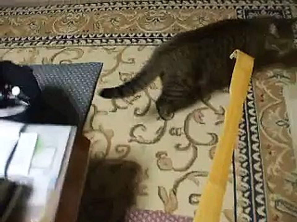 孫の手で猫を追いかけてみた　（ねこ、ネコ、ペット、動画、動物）