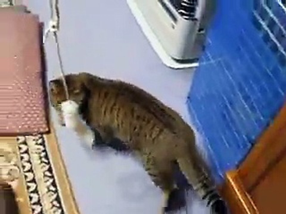 必殺！猫じゃらし PART 4 （cute cat ねこ、ネコ、ペット、動画、動物  video）
